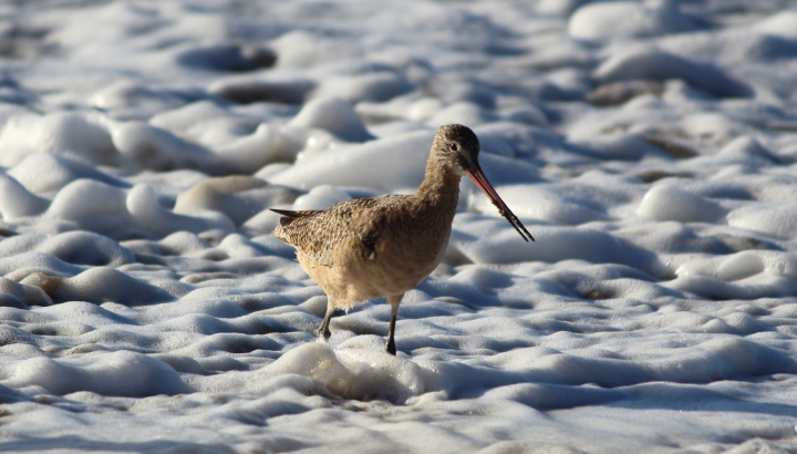 Les oiseaux du bord de mer à Moguériec